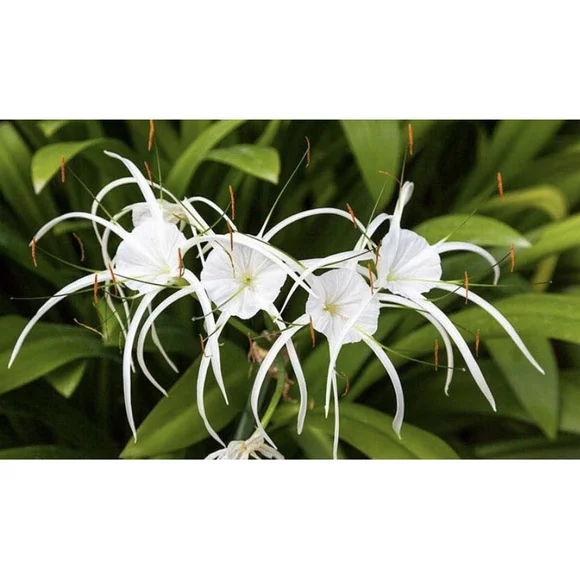 30 Bulbs NO Foliage BEACH SPIDER LILY BULBS (Hymenocallis Littoralis) POLLINATOR - Picture 4 of 6